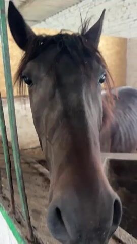 A close-up video shows the head of a brown horse in a stable. The horse is facing the camera directly, with its large nostrils prominent in the foreground. The background is blurred, but appears to be a stable environment with wooden railings and possibly straw or hay on the ground. The horse's eyes are visible, and its ears are perked up. The video is short, lasting only a few seconds, and seems to capture the horse's curiosity as it approaches the camera.