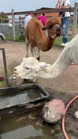Two alpacas are in an outdoor enclosure. One alpaca is white and is drinking water from a rectangular black trough. The other alpaca is brown and is standing behind the white alpaca, with its head lowered as if also drinking or eating from the ground. There are two large, round rocks in the enclosure, one near the trough and one in front of it. In the background, a metal fence encloses the area. Behind the fence, several people are visible. One person in a pink shirt is standing and looking towards the alpacas. Another person in a white shirt with a design and ripped blue jeans is also standing. The ground is dirt.