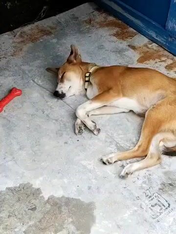 A brown and white dog with a yellow collar lies on a concrete floor. The dog is curled up, with its head resting on its paws. A red bone-shaped toy is on the floor to the left of the dog. The floor is wet in some areas. A blue structure is visible in the background.