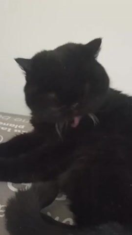 A close-up shot shows a black cat sitting on a patterned surface. The cat yawns, revealing its mouth and teeth, and then closes its mouth. The cat has white whiskers and dark fur. The background is a plain, light-colored wall.