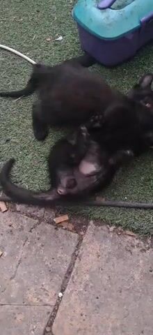 Two black cats are playfully wrestling on artificial grass next to a paved area. A purple and teal plastic storage bin is visible in the background, along with some white paper and debris. One cat is on its back, with its paws up, while the other is on top of it. A white cord runs across the scene.