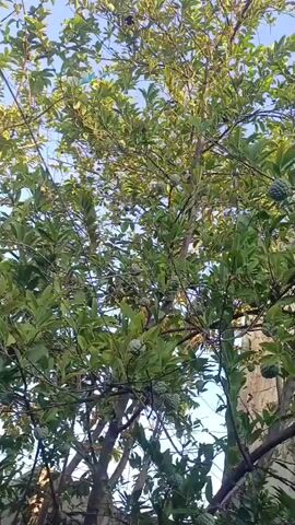 A video shows a tree with green leaves and a few fruits hanging from it. The sun is shining through the leaves, and the sky is visible in the background. The camera is positioned at a low angle, looking up at the tree.