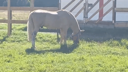 Horses, a camel, and a cow at a Besedy farm