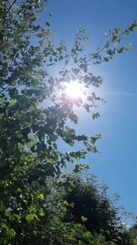 This media file captures a sun-drenched scene with lush green foliage. The sun is bright and high in the clear blue sky, suggesting it is midday on a sunny day. The sun's rays are visible, creating a lens flare effect and partially obscuring the view of the leaves. The leaves appear to be from a deciduous tree, possibly birch given the location context of Romashkovo, Russia. They are vibrant green and are gently rustling, indicating a light breeze. In the background, other trees with darker green foliage are visible. The overall impression is one of a warm, bright, and natural outdoor setting. There is no text visible in the media.