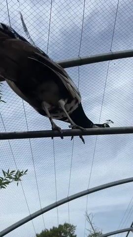 A peacock is perched on a horizontal metal bar. It bends its head down and then spreads its wings as it takes flight. The peacock flies away from the camera and lands in an outdoor enclosure with a wooden structure and a dirt floor. The enclosure is surrounded by a fence and trees. The sky is cloudy.