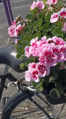 Annagry in full bloom on a sunny summer morning