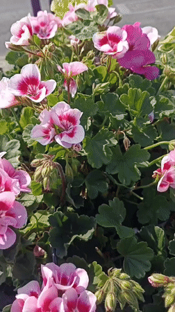 Annagry in full bloom on a sunny summer morning