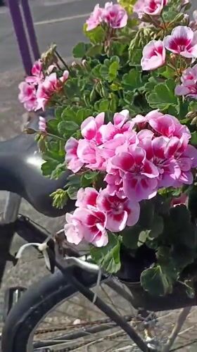 Annagry in full bloom on a sunny summer morning