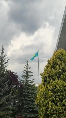 A vertical video shows the flag of Kazakhstan flying on a flagpole against a cloudy sky. The flag is teal with a golden sun, a soaring eagle, and a national ornament. The flag is positioned slightly to the left of the center of the frame, and it appears to be gently waving in the wind. In the foreground, there are several trees, including a tall evergreen tree on the left and a bushy evergreen tree on the right. The trees are lush and green, and they create a natural frame for the flag. In the background, there is a building that appears to be modern. The overall scene is one of nature and patriotism.