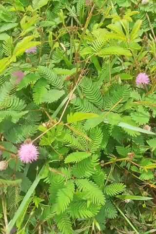 The video shows a close-up view of a patch of sensitive plants (Mimosa pudica) in a grassy area. The plants are primarily green with compound leaves, characteristic of the species. Several pink, globular flowers are visible among the foliage. Blades of grass are interspersed with the Mimosa plants. No people or animals are visible in the video.