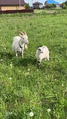 The video shows two white animals in a field of green grass and white dandelions. One animal is a goat with curled horns. The second animal appears to be a young sheep. The two are tethered together with a rope. Houses can be seen in the background, but they are out of focus.