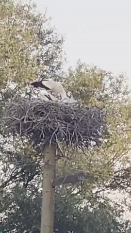 A low-angle medium shot captures a stork nest atop a wooden pole amidst a backdrop of leafy trees and a pale sky. Within the nest, which is constructed from twigs and sticks, a large stork with black and white plumage is visible. The stork is bent over, its head obscured by the nest, suggesting it is tending to or feeding young birds. Two smaller, lighter-colored figures, likely stork chicks, are nestled within the nest. The stork's long black neck and black-tipped wings are clearly discernible. The video continues for several seconds, with the stork's posture and activity remaining consistent, indicating a moment of parental care. The overall scene is still and focused on the natural behavior within the stork's nest.