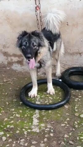 A large, fluffy dog with grey and black fur stands on a black tire. It has its tongue sticking out and a chain around its neck that is attached to a wall. There is another tire to the right of the dog. The background is a concrete wall with a wire grate at the top. The ground is covered in dirt and moss.
