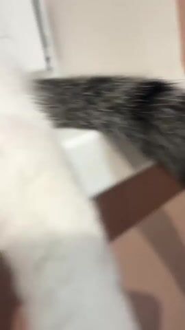 This is a close-up video of a tabby and white cat being petted by a human hand. The cat appears to be relaxed and enjoying the petting, with its eyes closed and head tilted. The background is blurred, but appears to be an indoor setting. The video is shot in a slightly shaky, handheld style.