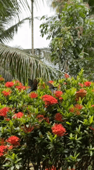 Morning nature sightings documented across Indonesian villages