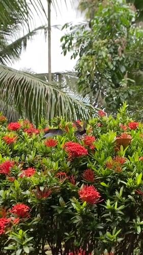 Morning nature sightings documented across Indonesian villages