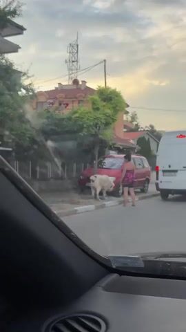 The media file depicts an outdoor scene on a street in Sadovo, Bulgaria. The primary subjects are a woman and two large dogs. The woman is wearing a pink and black patterned dress and black shorts. She is standing on the sidewalk next to a red car. One of the dogs, a light-colored, muscular breed, is sniffing the ground near the car. The second dog is mostly obscured by the first.

Behind the woman and dogs, a red car is parked on the street. Further down the street, a white van is visible. The background includes buildings with a mix of architectural styles, trees with green foliage, and a utility pole with antennas. The scene appears to be set in a residential or semi-residential area.

The activity captured is the woman and her dogs being on the street, with the dog interacting with the environment near the parked car. The image suggests a casual, everyday moment.

Notable details include the time of day, which appears to be late afternoon or early evening, given the soft, warm lighting and the sky's appearance. The weather seems pleasant, as indicated by the light and the presence of people outdoors. There is no visible text in the media file. The overall mood is unremarkable, presenting a snapshot of daily life.