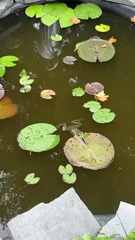 A frog is seen sitting on a lily pad in a pond filled with more lily pads and a few fallen leaves. The pond is surrounded by stones and the water is murky green.