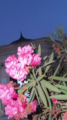 A close-up shot of pink oleander flowers at dusk, with a dusky blue sky in the background. The flowers are in various stages of bloom, with some fully open and others still budding. Some dried brown flower heads are also visible on the plant. In the background, out of focus, is a building with a curved roof and a small dark opening, possibly a window or door. There is also what appears to be a security camera mounted on the wall. The lighting suggests it is either late evening or very early morning, with artificial light illuminating the flowers from the side, casting subtle shadows.