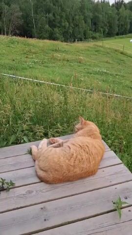 An orange cat is lying on a wooden platform. The cat is facing away from the camera, then turns its head to look at the camera. The background is a grassy field with trees.