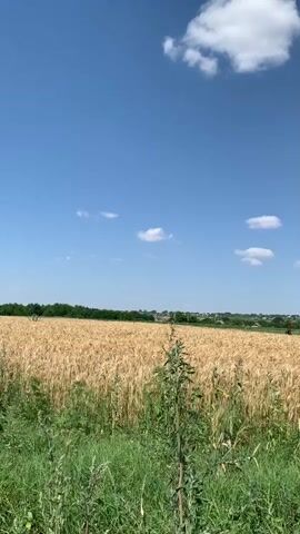 A drone flies over a golden wheat field under a blue sky with scattered white clouds. A dirt road runs along the edge of the field, leading towards a distant village. The drone captures a sweeping panorama of the agricultural landscape, showcasing the vastness of the wheat crop and the serene rural environment. The footage is captured from a high vantage point, offering a bird's-eye view of the scene.