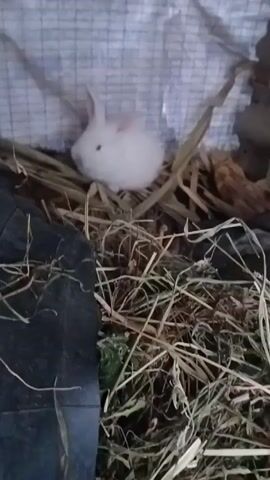 The camera observes two small rabbits, one white and one black, resting in a cage filled with straw. The cage appears to be constructed of metal wiring and is partially lined with a white and blue checkered material. The rabbits are relatively still, mostly resting among the straw. A wooden box is also visible inside the cage among the straw.