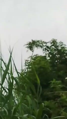 A close-up, low-angle shot shows tall blades of green grass in the foreground. The grass is out of focus and appears wet, with water droplets visible on the blades. Behind the grass, a dense canopy of green trees is visible, also out of focus. The sky is overcast and a pale gray. The overall impression is of a lush, natural environment, possibly after a rain.