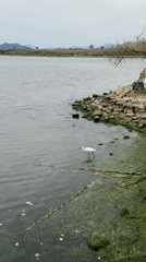 White egret spotted in Fethiye harbor waters