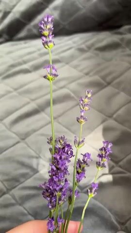 The media file features a close-up shot of a hand holding a bouquet of fresh lavender sprigs. The lavender is a vibrant purple with delicate, small flowers clustered along slender green stems. The background is a soft, textured gray fabric, possibly a blanket or bedspread, with a quilted diamond pattern. Sunlight casts shadows on the fabric, suggesting it might be daytime. The overall mood appears peaceful and natural, with the focus entirely on the beauty of the lavender. There is no visible text in the media file. The provided location context, Лунненскі сельскі Савет, Belarus, places this scene in a rural setting within Belarus.