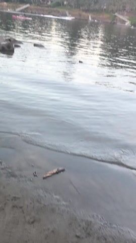 The video begins with a close-up of rippling water, obscuring most of the frame. As the camera pans slowly, a tree-lined shore comes into view on the left side. Houses are nestled amongst the trees, and a dock extends into the water. The sky is a pale pink and orange, suggesting either sunrise or sunset. The water itself is calm, with gentle waves lapping at the shore. A small dark object, possibly a piece of debris or a small animal, can be seen floating in the water. The overall impression is one of tranquility and natural beauty.