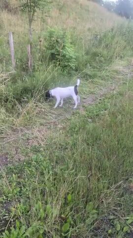 A white dog with black markings on its head and tail is standing in a grassy area, sniffing the ground. Another white dog with black markings on its head and back approaches the first dog. They appear to be interacting or playing. The environment is a natural, outdoor setting with tall grass, bushes, and a hill in the background. There is also a fence post visible. The lighting suggests it is daytime, possibly overcast.