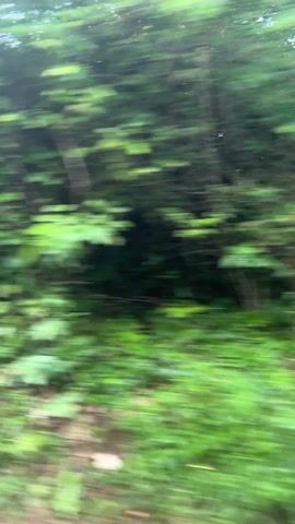 The video shows a blurred view of a green, wooded area passing by quickly. It appears to be filmed from a moving vehicle. The focus is on the trees and vegetation along the side of the road. The colors are primarily shades of green and brown, suggesting foliage and tree trunks. The overall impression is one of motion and a natural landscape seen at a high speed.