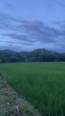 A vertical video shows a wide expanse of green rice paddies under a cloudy, twilight sky. In the foreground, the dense green stalks of the rice plants fill the lower half of the frame. To the left, a narrow strip of dry earth with sparse vegetation and debris is visible along the edge of the field. Beyond the rice paddies, a line of lush green trees and hills rises, forming a backdrop against the pale blue and gray clouds that dominate the upper portion of the image. The lighting suggests it is either dawn or dusk. No people or animals are visible.