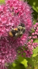 Bumblebee forages among pink flowers in Vancouver garden