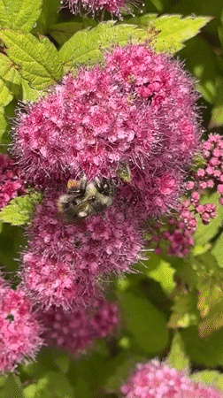 Bumblebee forages among pink flowers in Vancouver garden