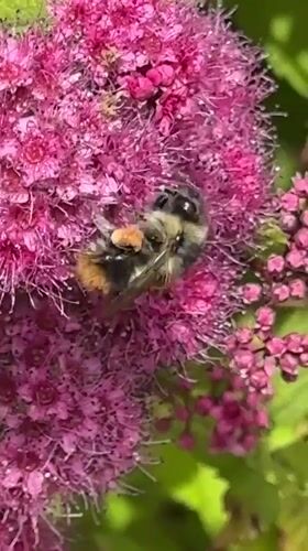Bumblebee forages among pink flowers in Vancouver garden