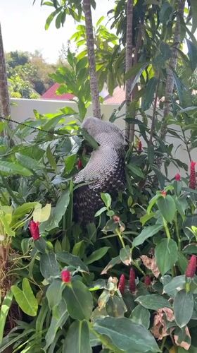 Owls, parrots, and backyard wildlife at a Bali sanctuary