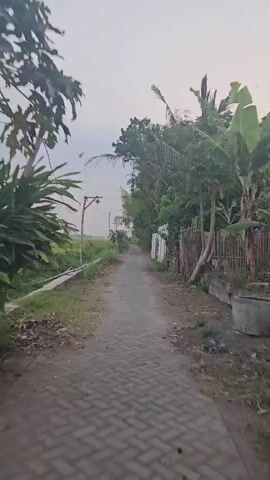 The video begins with a view of a narrow paved path winding through a rural landscape. On the left, a lush green rice field stretches into the distance, bordered by a shallow ditch. A wooden pole with electrical wires runs parallel to the path. On the right, a bamboo fence separates the path from a property with a low concrete wall. Overgrown vegetation, including palm trees and other foliage, lines the right side of the path. The sky is overcast, suggesting early morning or late afternoon. A small bird is visible in flight against the pale sky in the upper left quadrant of the frame. The camera appears to be moving forward along the path, creating a sense of travel. The video continues with the camera moving steadily down the path, maintaining the same perspective of the rural surroundings. The rice field remains on the left, with the wooden pole and wires continuing their presence. The bamboo fence and vegetation on the right also remain constant. The sky continues to be overcast. The bird is briefly visible again in the upper left. The video concludes with the camera still moving forward on the path, with the scenery unchanging.