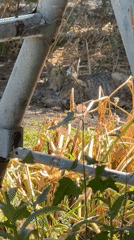 Cats resting and roaming in dry summer grass, Protopopivka