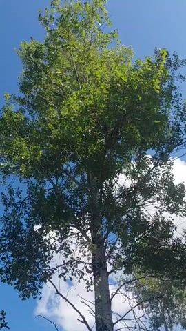 The video shows a tall tree with green leaves against a bright blue sky with some white clouds. The camera pans upwards, focusing on the upper branches of the tree. The tree trunk is visible, appearing to be light-colored with dark markings. Some thinner trees are visible in the background. The scene is outdoors, likely in a natural setting.
