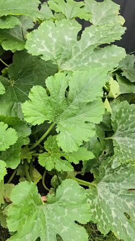 The video shows a close-up, top-down view of a zucchini plant. The camera pans slowly across large, green leaves with white splotches and some holes. In the center, a bright yellow zucchini flower is partially open, surrounded by green stems and buds. The background is dark and out of focus.