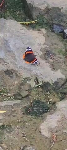 A red admiral butterfly rests on a gray, textured rock. The butterfly's wings are closed, displaying a pattern of black, orange, and white. The surrounding environment consists of dirt and some sparse green vegetation. The lighting suggests an outdoor, possibly natural setting.