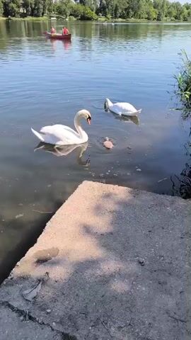 The video depicts a serene lakeside setting with a family of swans taking center stage. Two adult swans, distinguished by their pristine white plumage, gracefully swim in the clear water, their reflections mirroring their elegance. Between them, a smaller, less defined cygnet, the baby swan, paddles along, its downy feathers a light brown hue. A concrete platform occupies the foreground, adding a touch of human presence to the natural scene.  In the distance, a red rowboat with two figures aboard glides across the lake's surface, hinting at other visitors enjoying the tranquil setting. The backdrop is formed by a lush line of trees lining the opposite shore, under a bright, cloudless sky.  The video captures a peaceful moment of nature, highlighting the beauty of the swans and the surrounding landscape.