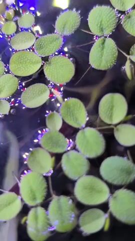 A close-up, top-down view of a body of water, likely an aquarium, filled with floating green plants. The plants have round, textured leaves and appear to be densely packed on the surface. Lights, possibly from an aquarium lamp, create reflections and highlights on the water and plants, casting a purplish and blue hue on the scene. The water itself is dark and reflects the light sources. The camera appears to be moving slightly, causing some of the plants to be slightly out of focus. There are no people or visible aquatic animals in the frame.