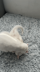 Two White Cats Play on Rug in Burgas