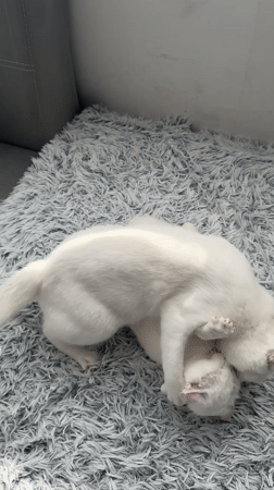 Two White Cats Play on Rug in Burgas