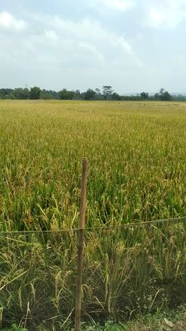 This media file captures a serene outdoor scene featuring a vast rice paddy field, likely in Pandak, Indonesia. The field is dominated by the golden hues of ripe rice stalks, indicating a harvest season. A simple wooden post stands prominently in the foreground, supporting a thin wire fence that runs along the edge of the field. Beyond the fence, a drainage ditch is visible, filled with a mix of soil, dried leaves, and some green vegetation. The sky above is a soft blue, dotted with scattered white clouds, suggesting a pleasant, possibly warm, day. In the distance, a line of trees forms a natural border, with a hazy, mountainous landscape visible beyond them. The overall mood is peaceful and tranquil, evoking the beauty of rural agricultural landscapes. There is no visible text in this media file.