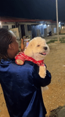 Abuja streets at night, white poodle and all