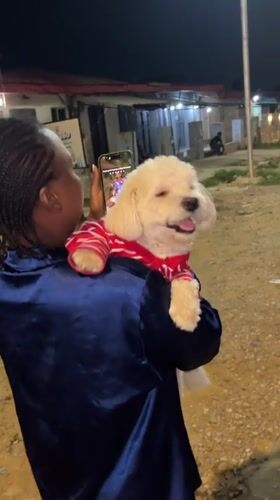 Abuja streets at night, white poodle and all