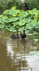 Morning scenes captured in Jiangjin park area with swans, students